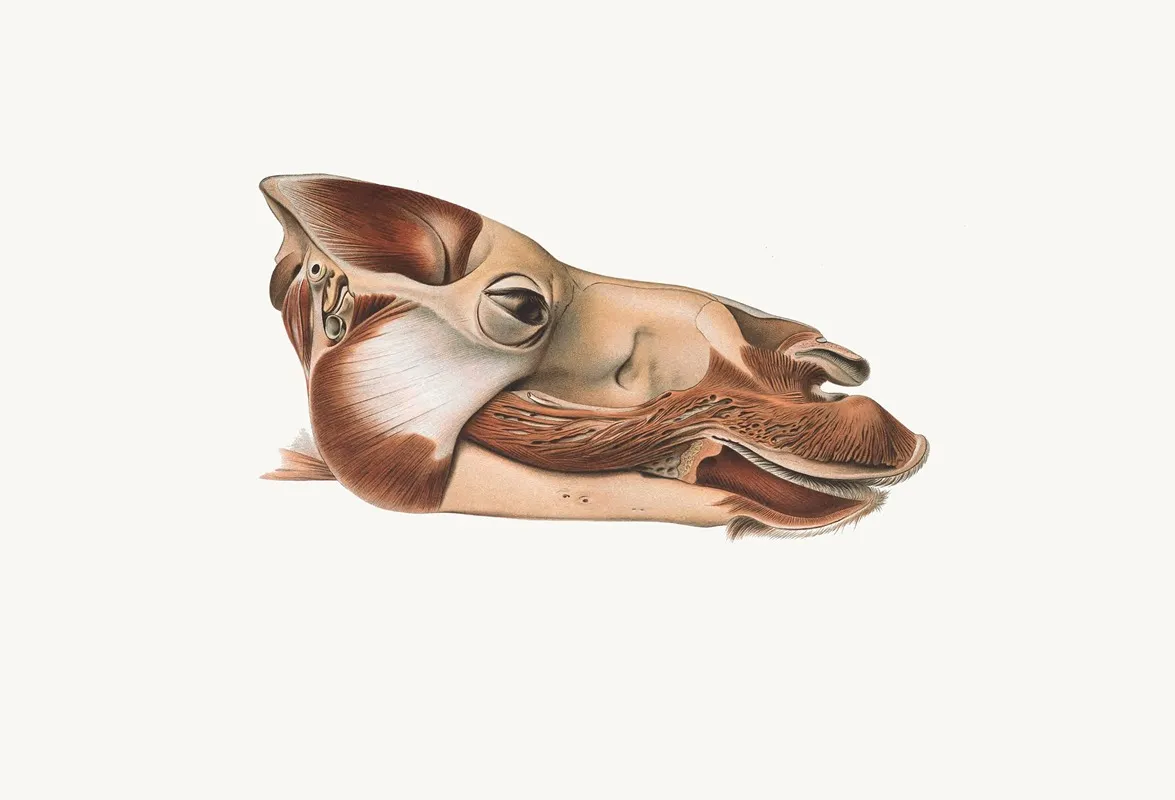 Head Of Dromedary After Removal Of Facial Muscles Wall Art by Johan Erik Vesti Boas - High-Resolution Digital Print