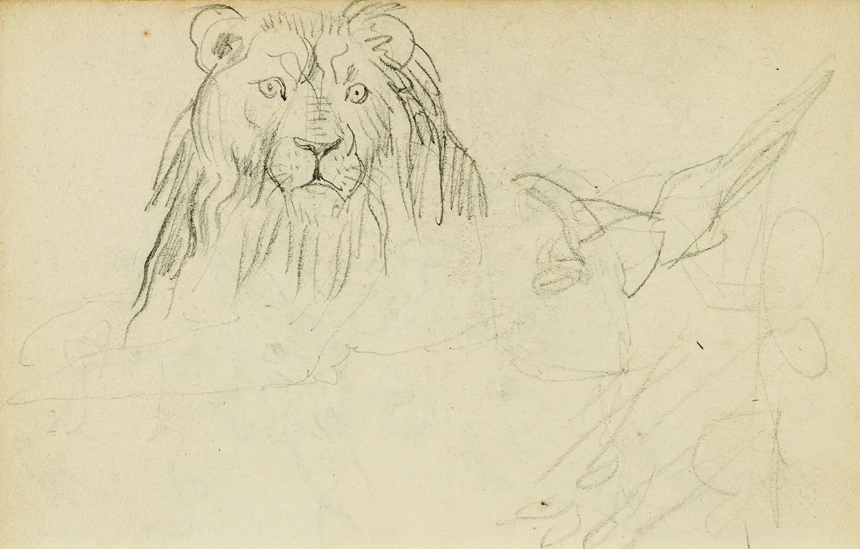 Head On View Of Seated Lion
