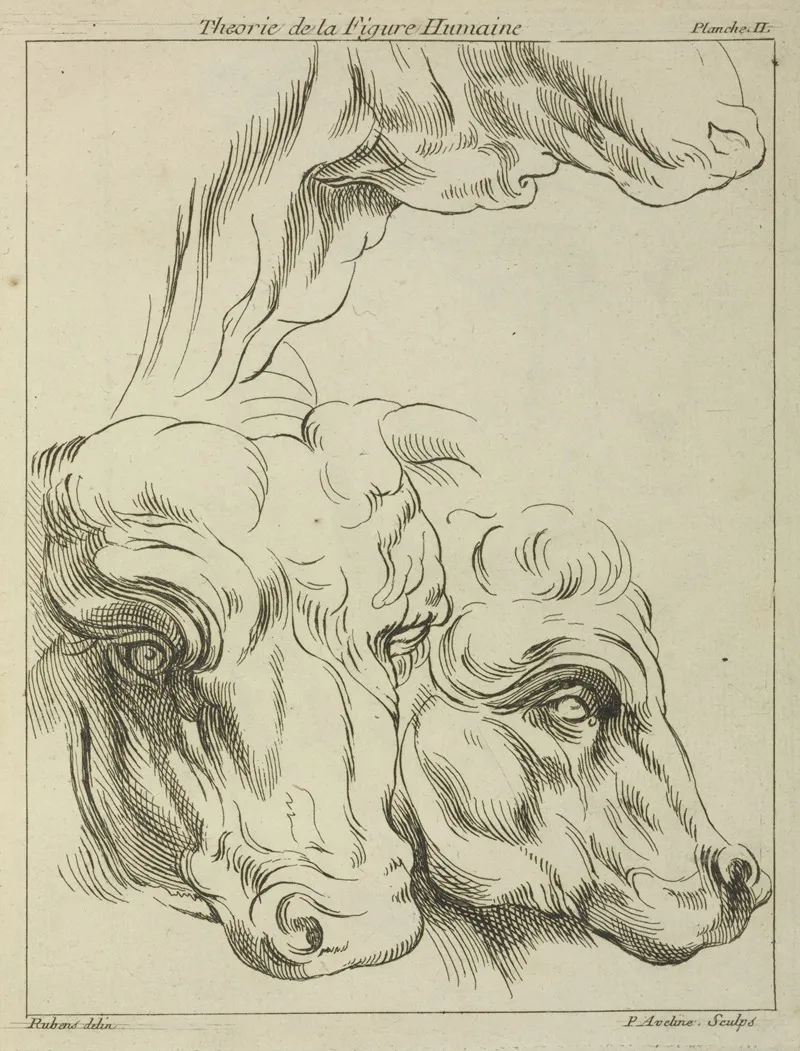 Heads And Necks Of Two Bovines Portion Of Neck Of A Third Wall Art by Peter Paul Rubens - High-Resolution Digital Print