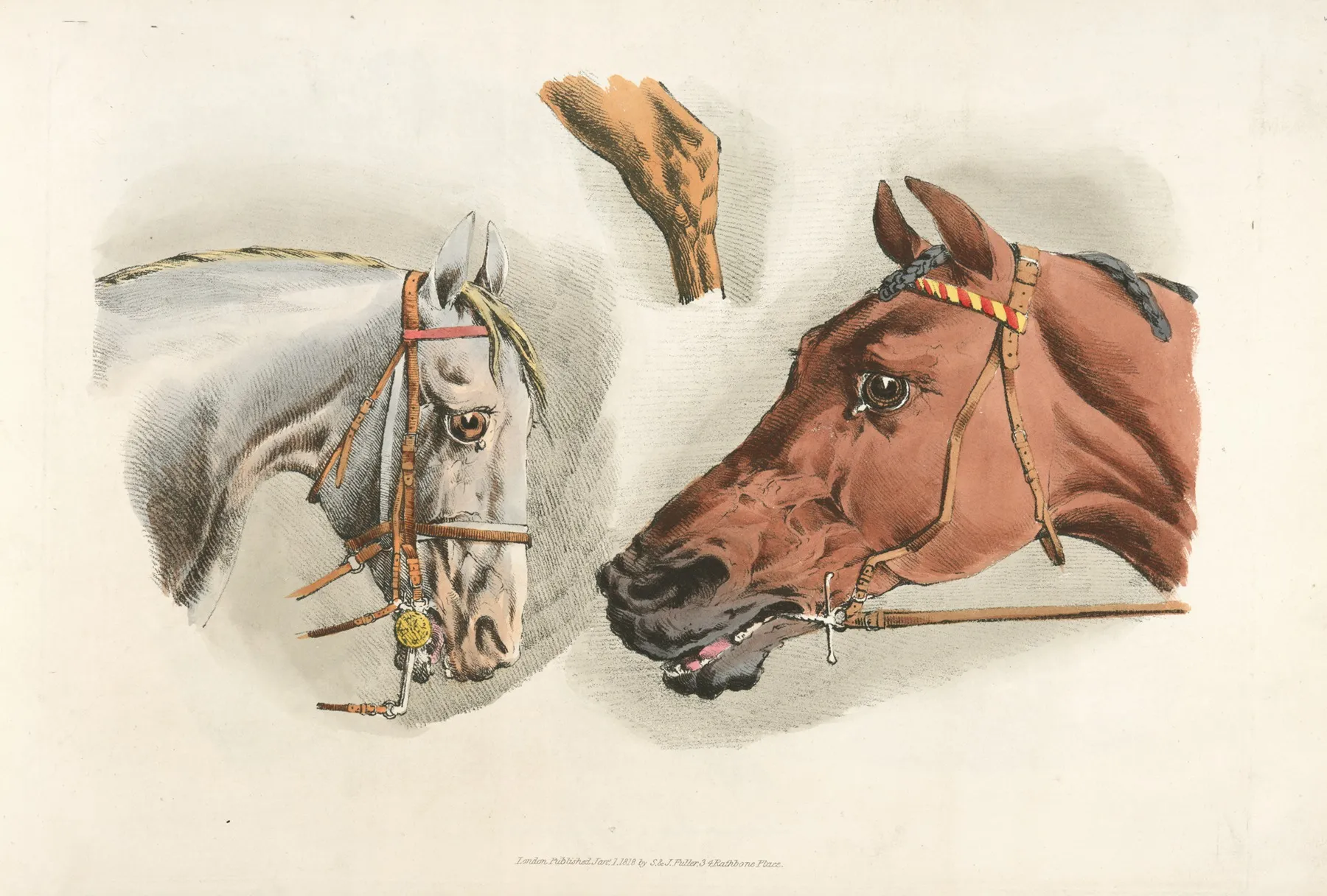Heads Of A White And A Brown Horses