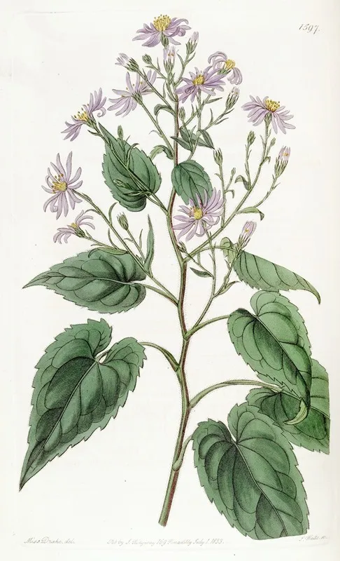 Heart Leaved Aster Wall Art by Sydenham Edwards - High-Resolution Digital Print