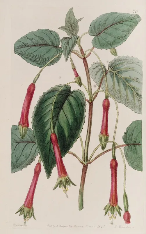 Heart Leaved Fuchsia Wall Art by Sydenham Edwards - High-Resolution Digital Print