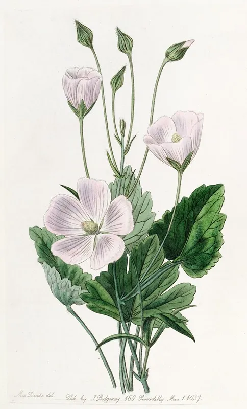 Heart Leaved Nuttallia Wall Art by Sydenham Edwards - High-Resolution Digital Print