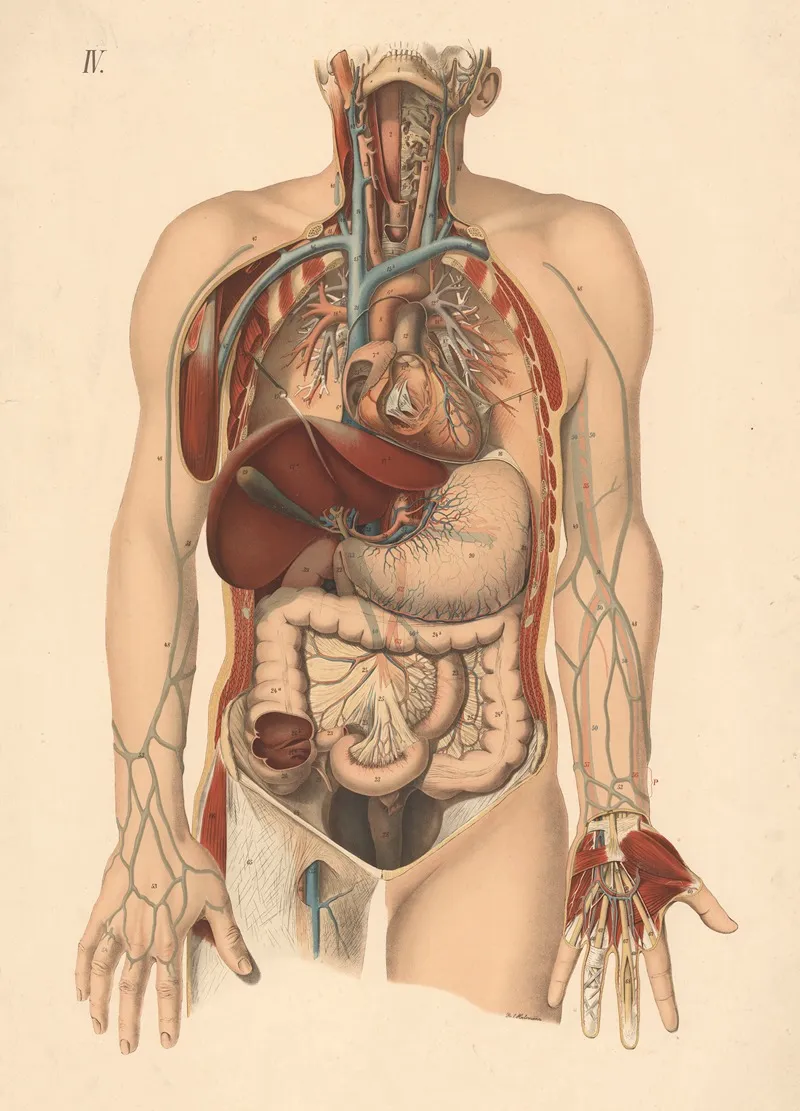 Heart Liver Stomach Intestines 2 Wall Art by E. Hoelemann - High-Resolution Digital Print