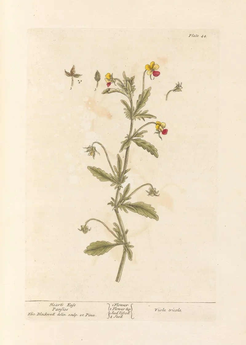 Hearts Ease Pansies Wall Art by Elizabeth Blackwell - High-Resolution Digital Print