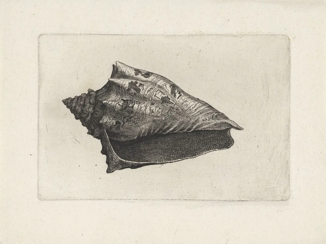 Hebrew Volute Voluta Ebraea