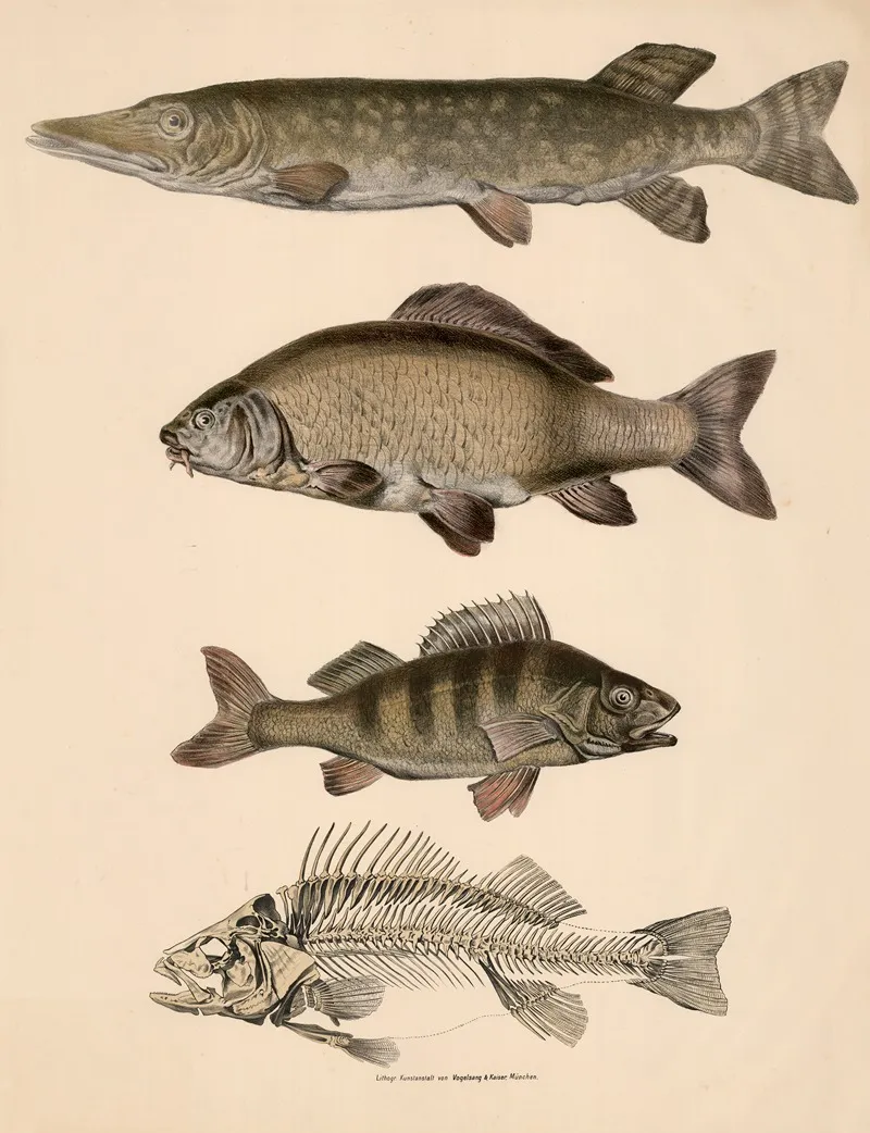 Hecht Esox Lucius Karpfen Cyprinus Carpio Barsch Und Sein Skelett Perca Fluviatilis Wall Art by Franz Engleder - High-Resolution Digital Print