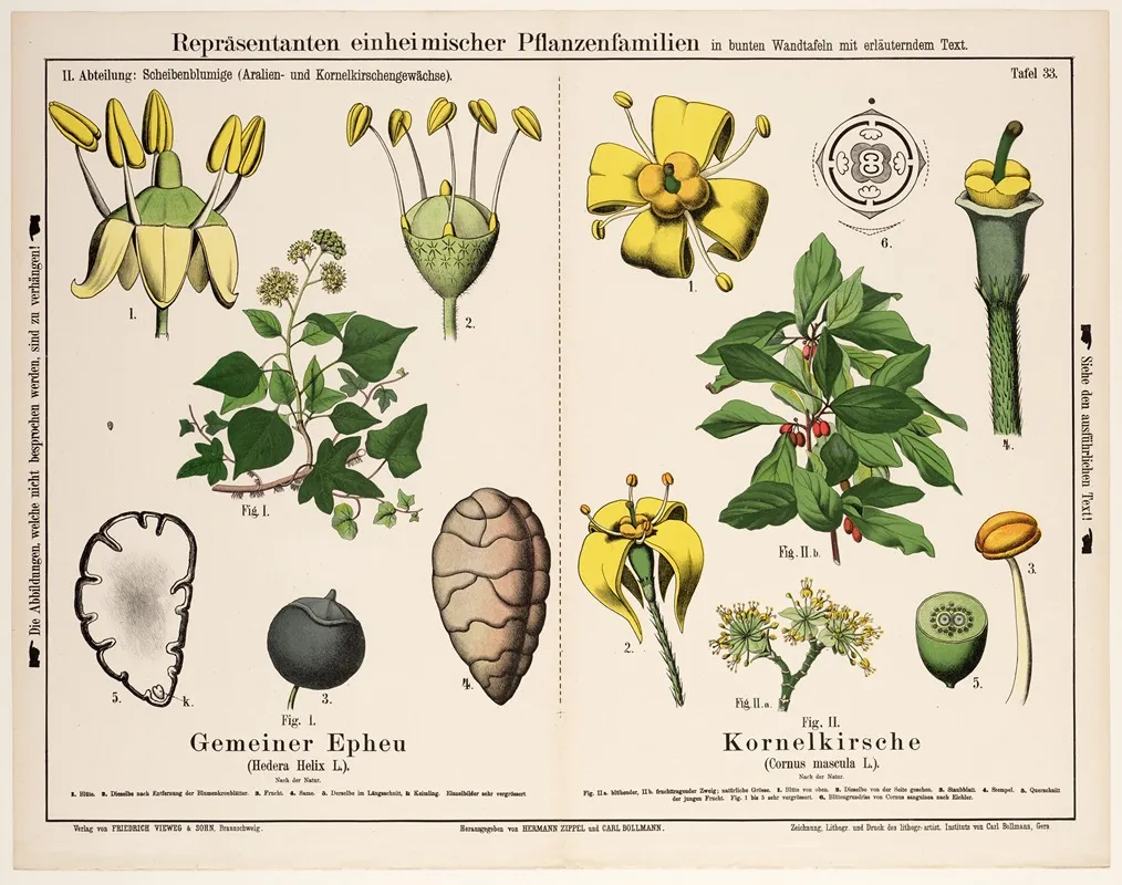 Hedera Helix L Cornus Mascula L Gewone Klimop Gele Kornoelje Wall Art by Hermann Zippel - High-Resolution Digital Print