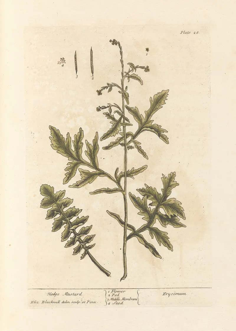Hedge Mustard Wall Art by Elizabeth Blackwell - High-Resolution Digital Print
