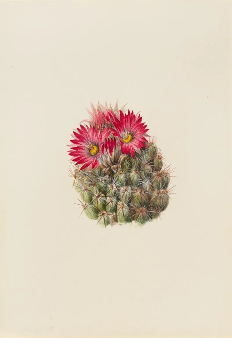 Hedgehog Cactus Coryphantha Arizonica