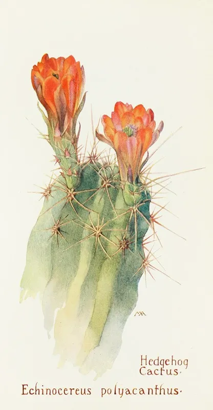 Hedgehog Cactus Wall Art by Margaret Armstrong - High-Resolution Digital Print