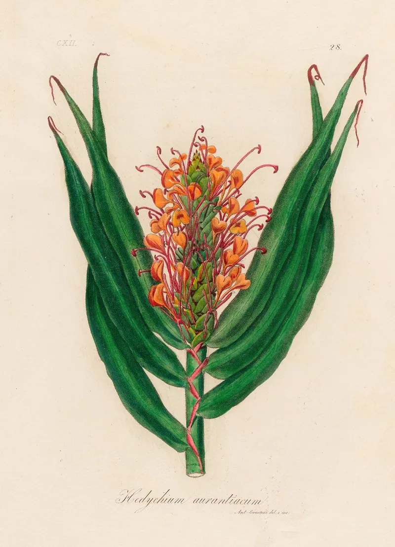 Hedychium Aurantiacum Wall Art by Gaetano Savi - High-Resolution Digital Print