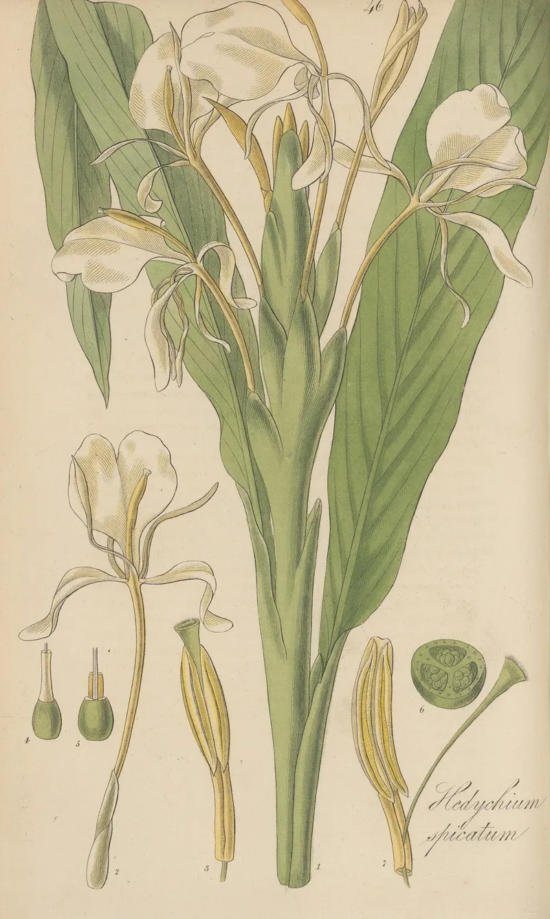 Hedychium Spicatum Wall Art by William Jackson Hooker - High-Resolution Digital Print