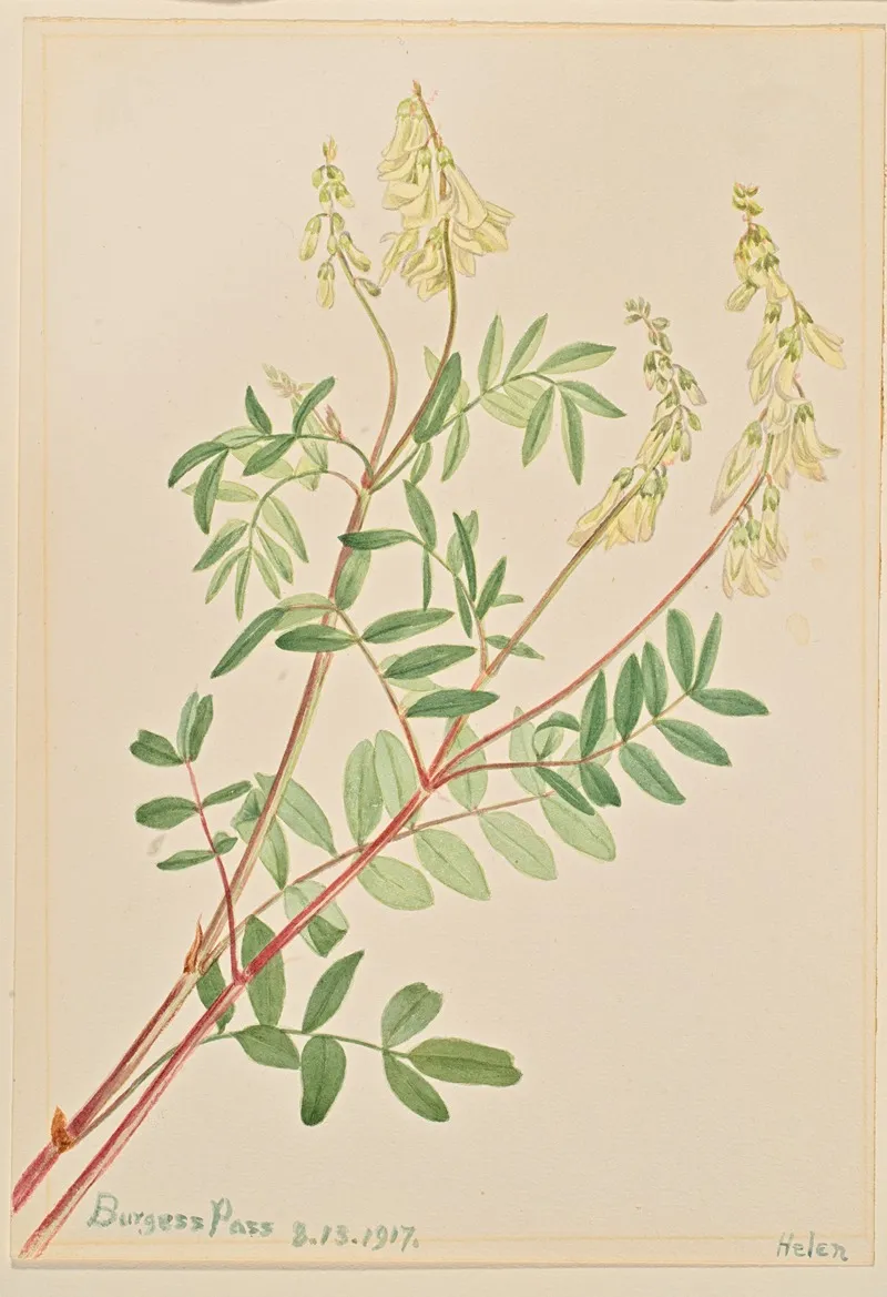 Hedysarum Hedysarum Sulphurescens