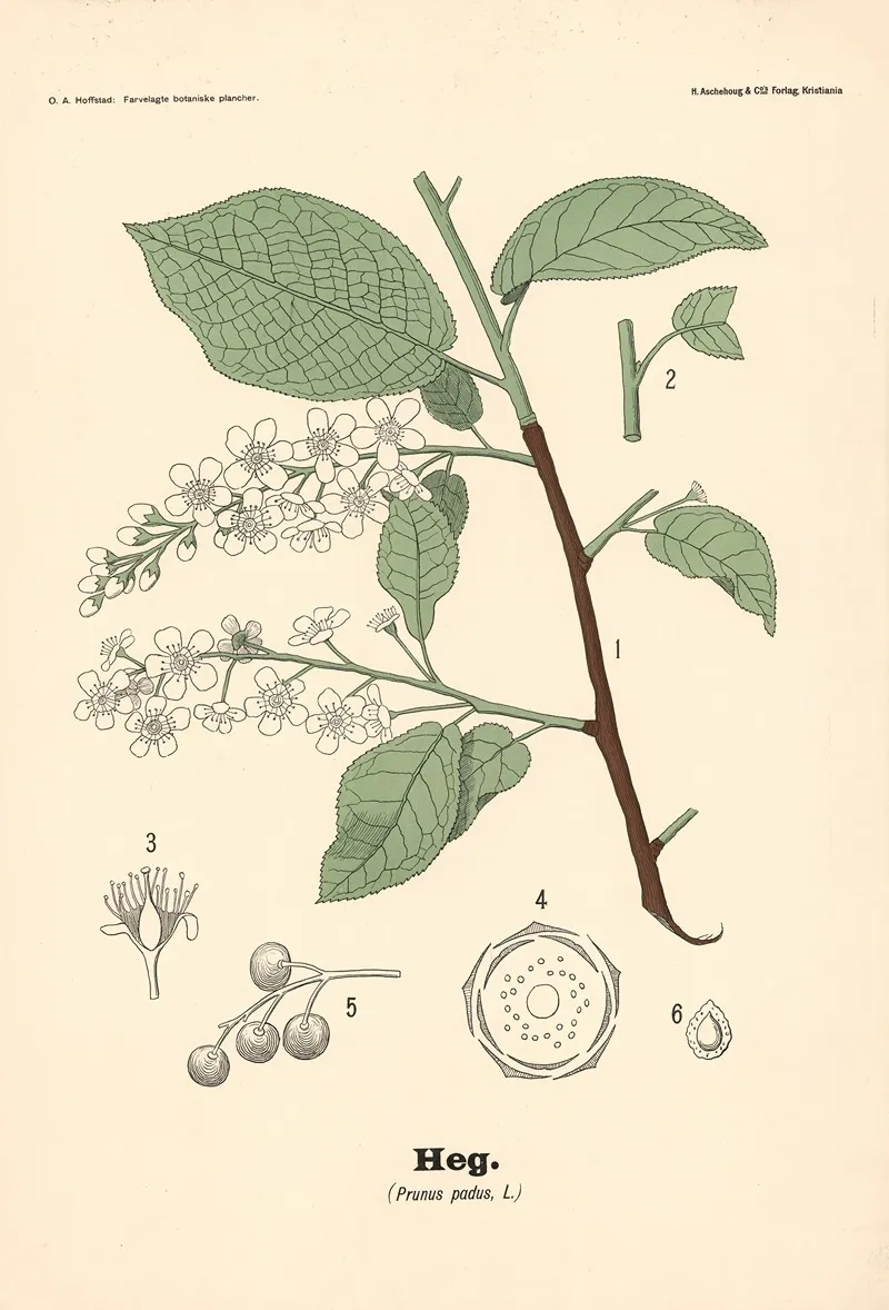 Heg Prunus Padus L Wall Art by Olaf Alfred Hoffstad - High-Resolution Digital Print