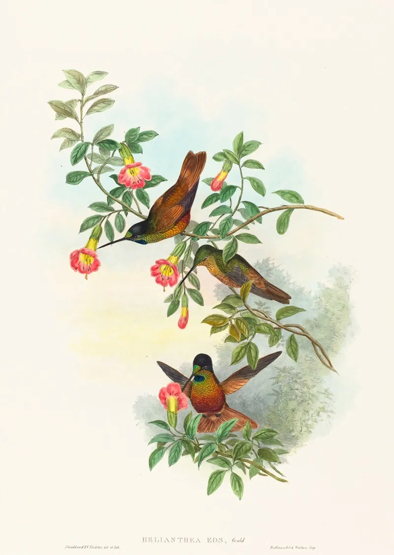 Helianthea Eos Golden Star Frontlet Wall Art by John Gould - High-Resolution Digital Print