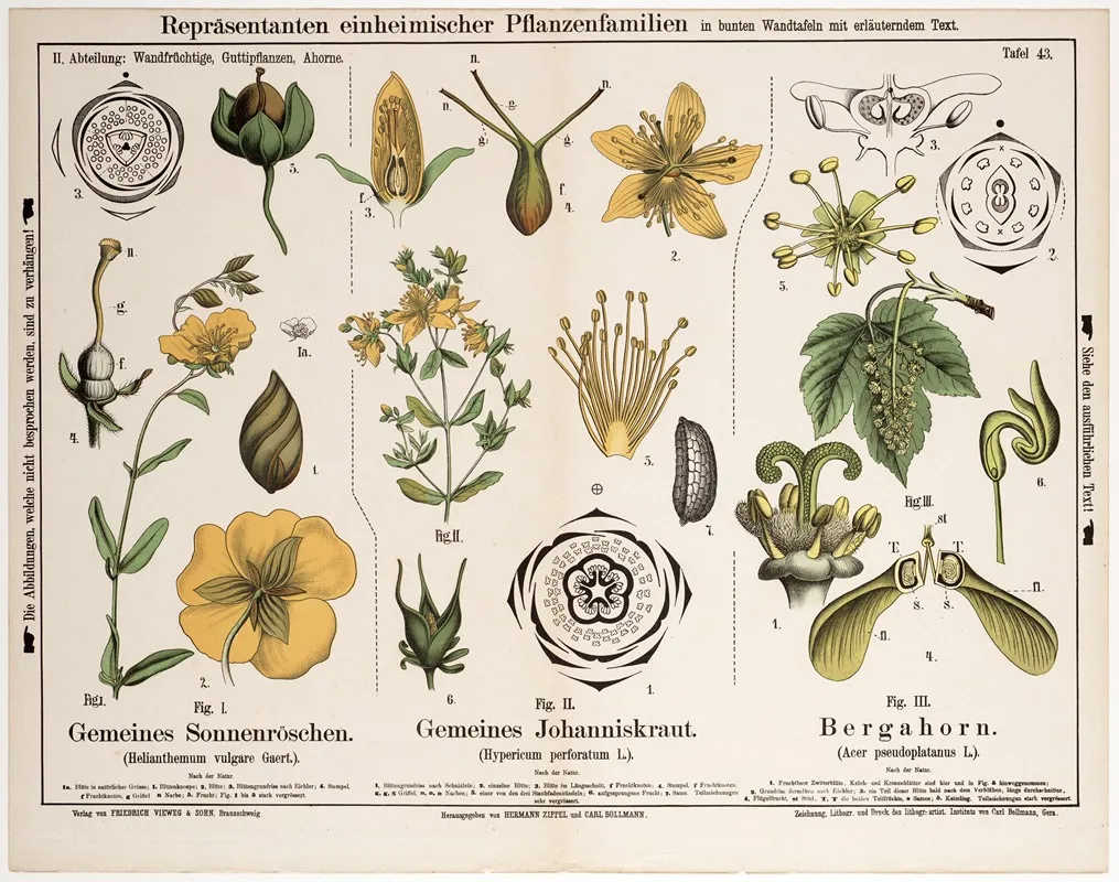 Helianthemum Vulgare Hypericum Perforatum Acer Pseudoplatanus Wall Art by Hermann Zippel - High-Resolution Digital Print