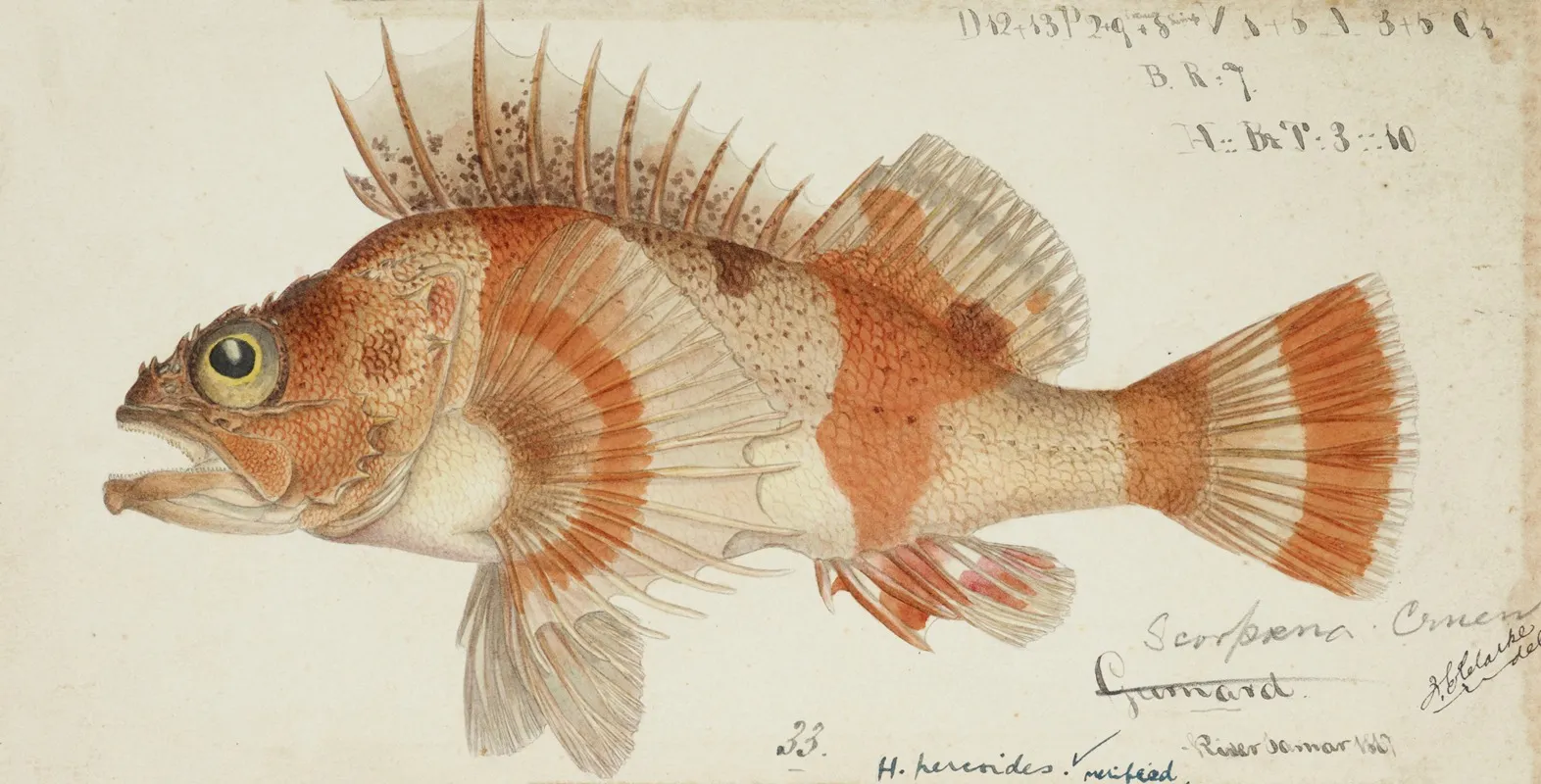 Helicolenus Percoides Nz Perch