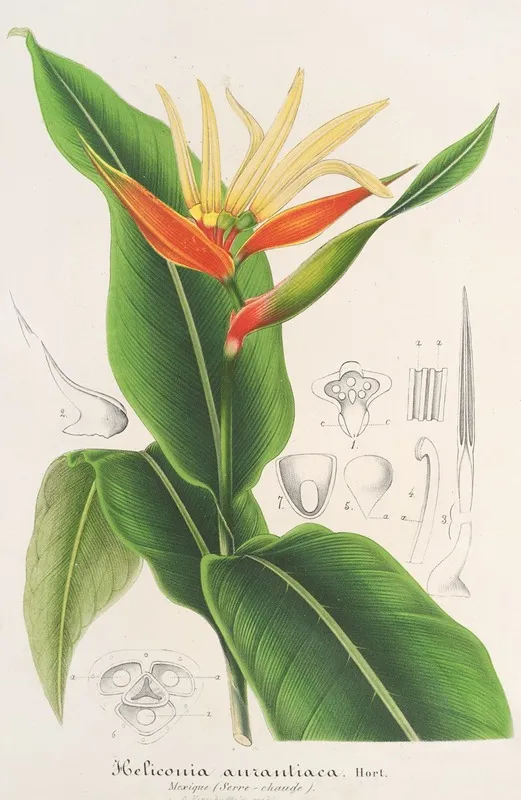 Heliconia Aurantiaca Wall Art by Charles Antoine Lemaire - High-Resolution Digital Print