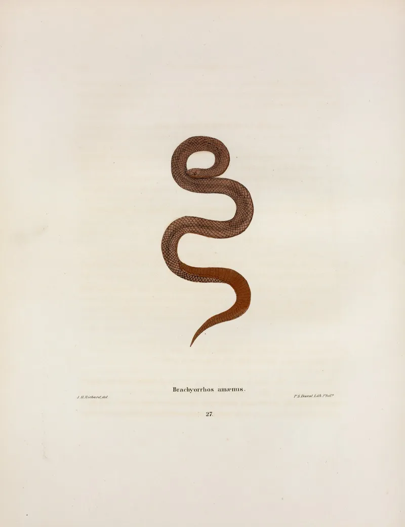 Helicops Abacurus Wall Art by John Edwards Holbrook - High-Resolution Digital Print