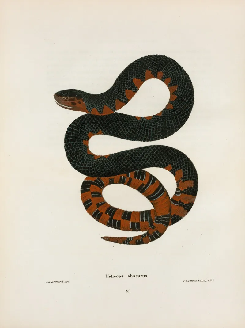 Helicops Erythrogrammus Wall Art by John Edwards Holbrook - High-Resolution Digital Print