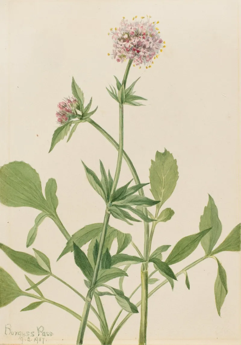 Heliotrope Valerian Valeriana Sitchensis 2
