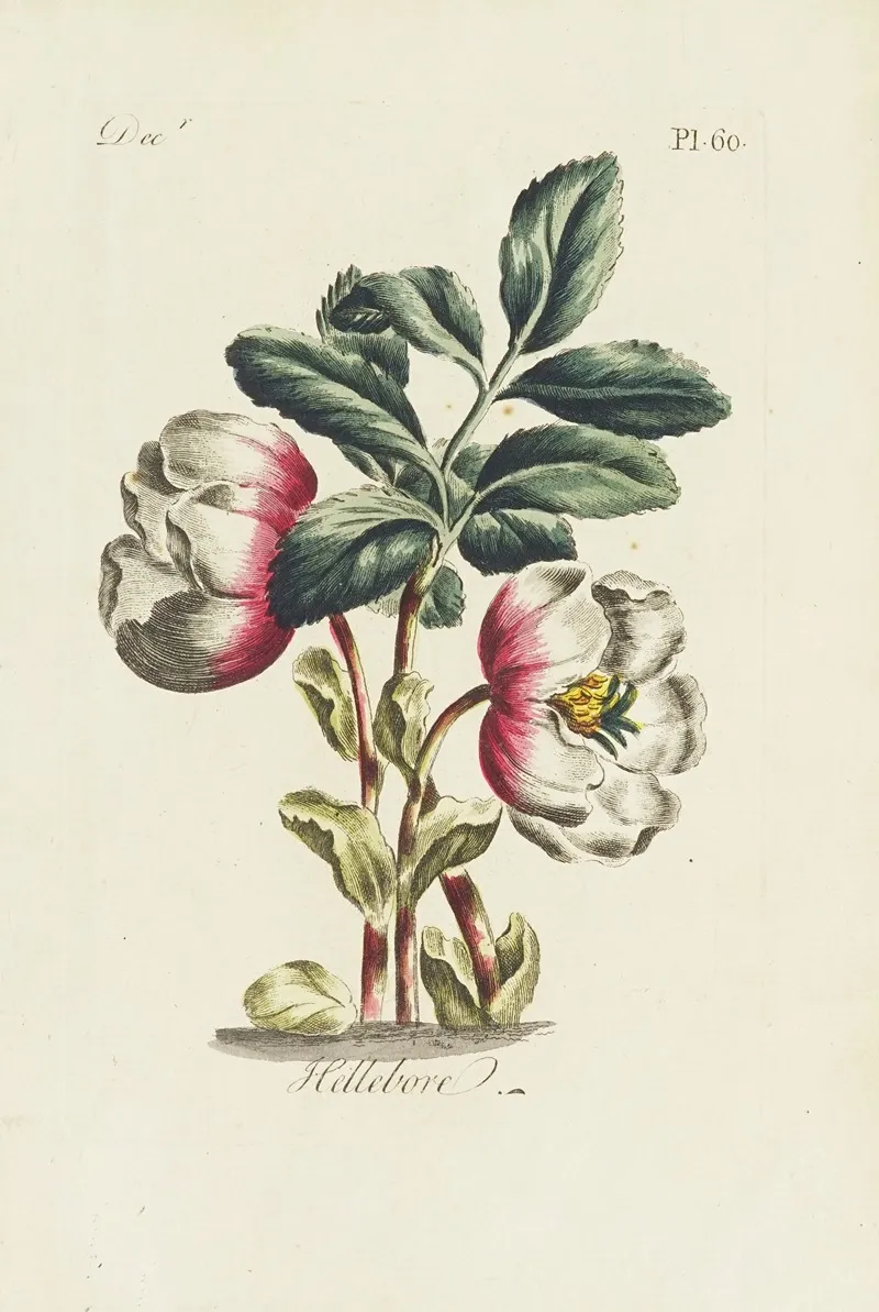 Hellebore Wall Art by Carington Bowles - High-Resolution Digital Print