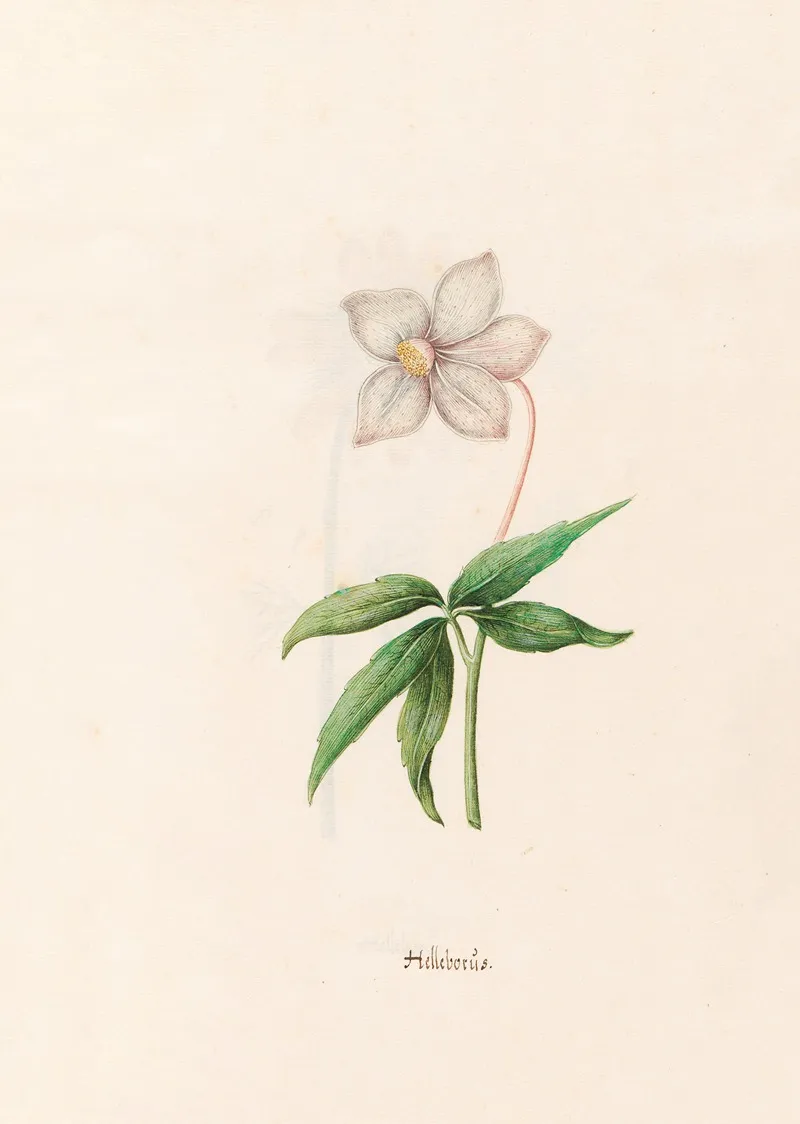 Helleborus 3 Wall Art by Magdelena Rosina Funck - High-Resolution Digital Print