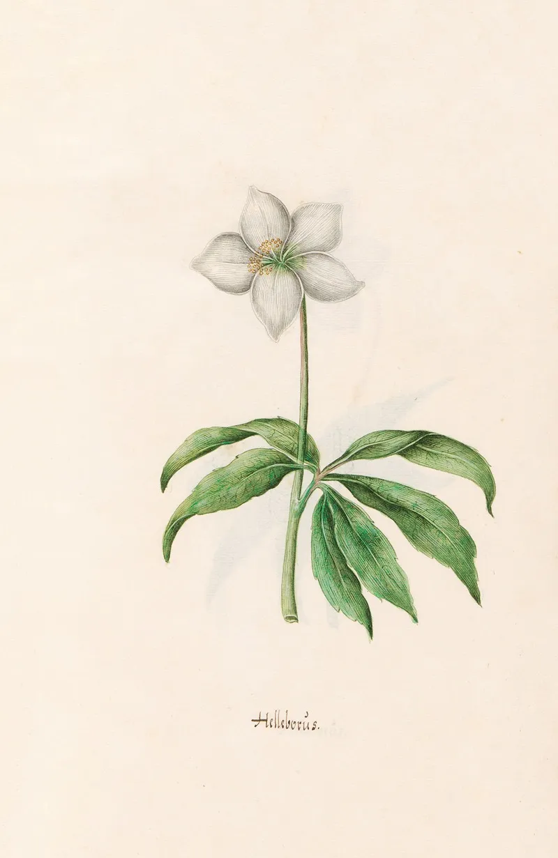 Helleborus 4 Wall Art by Magdelena Rosina Funck - High-Resolution Digital Print