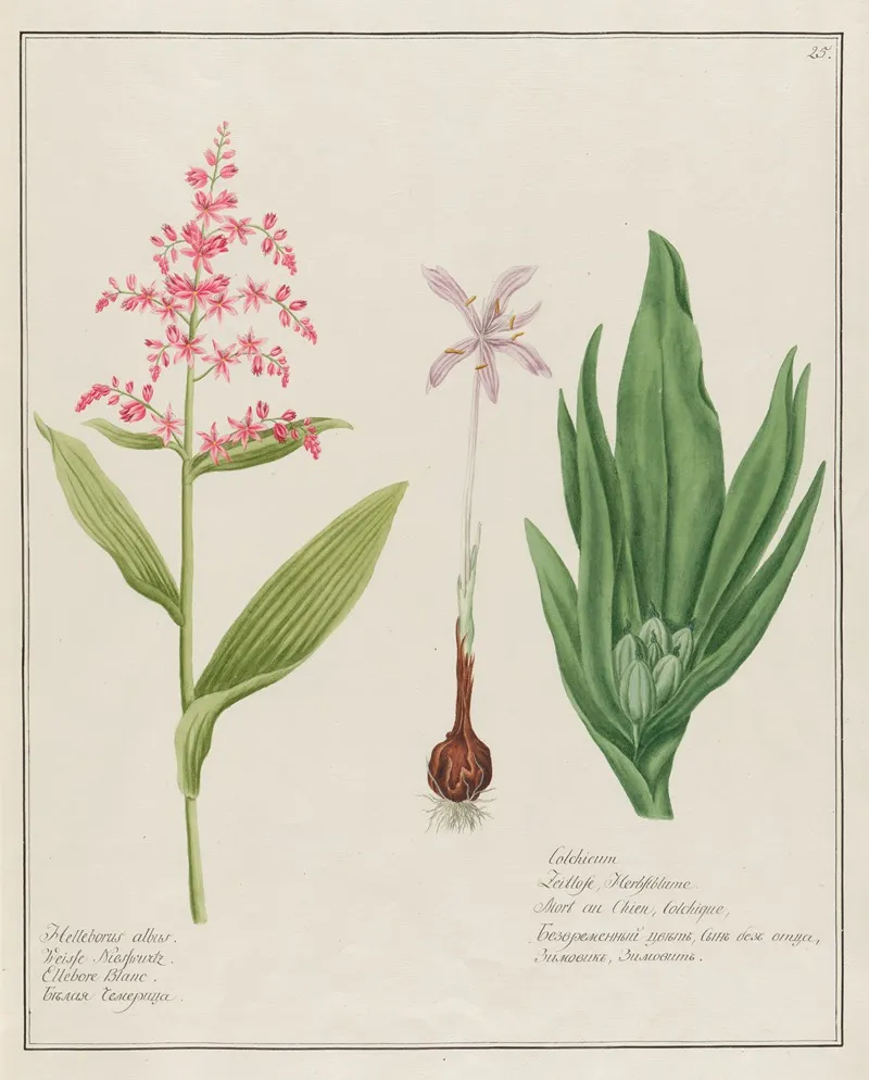 Helleborus Albus And Colchicum Wall Art by Petr Martynovich Gofman - High-Resolution Digital Print