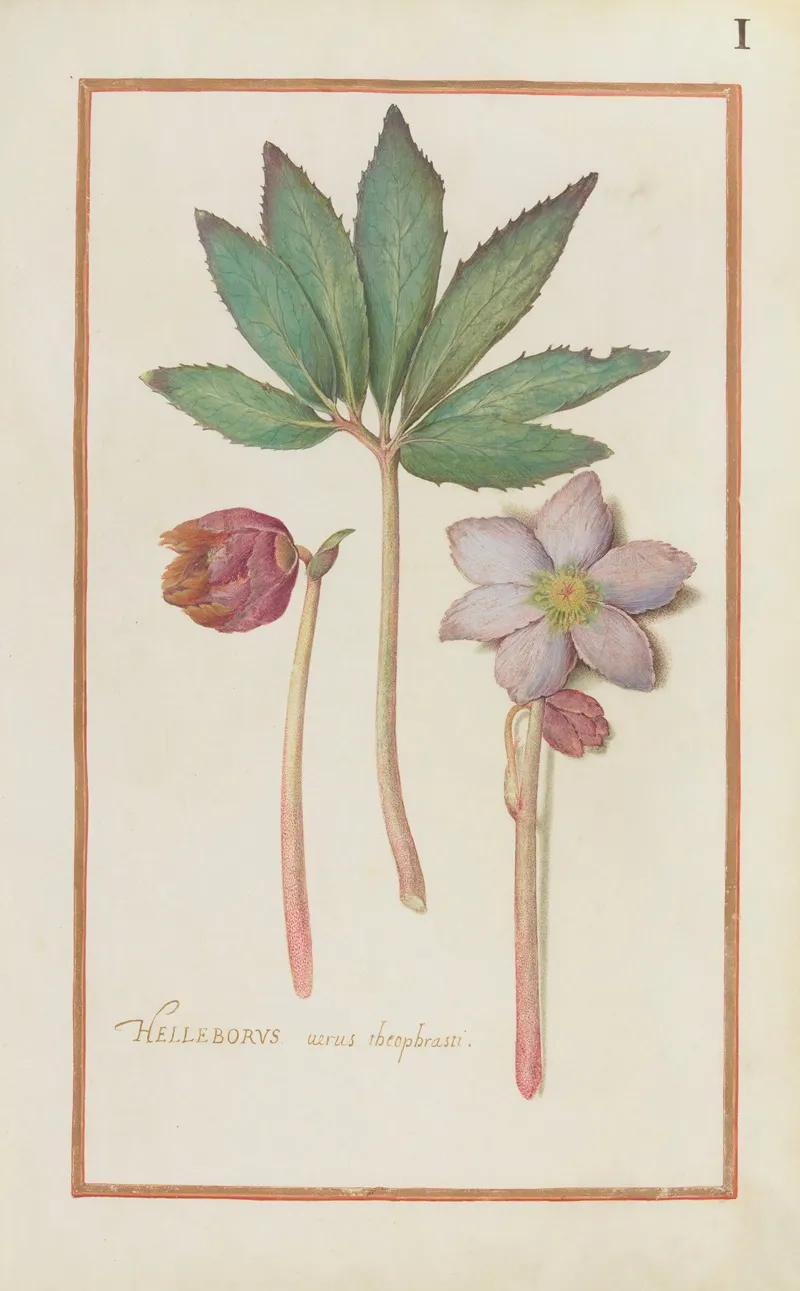 Helleborus Verus Theoprastii Wall Art by Daniel Rabel - High-Resolution Digital Print