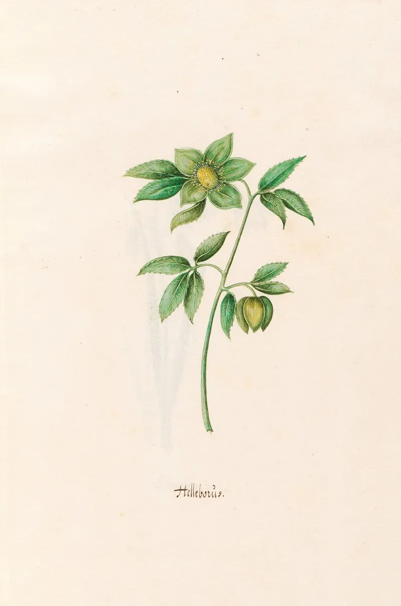 Helleborus Wall Art by Magdelena Rosina Funck - High-Resolution Digital Print