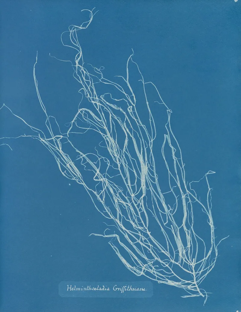 Helminthocladia Griffithsiana Wall Art by Anna Atkins - High-Resolution Digital Print