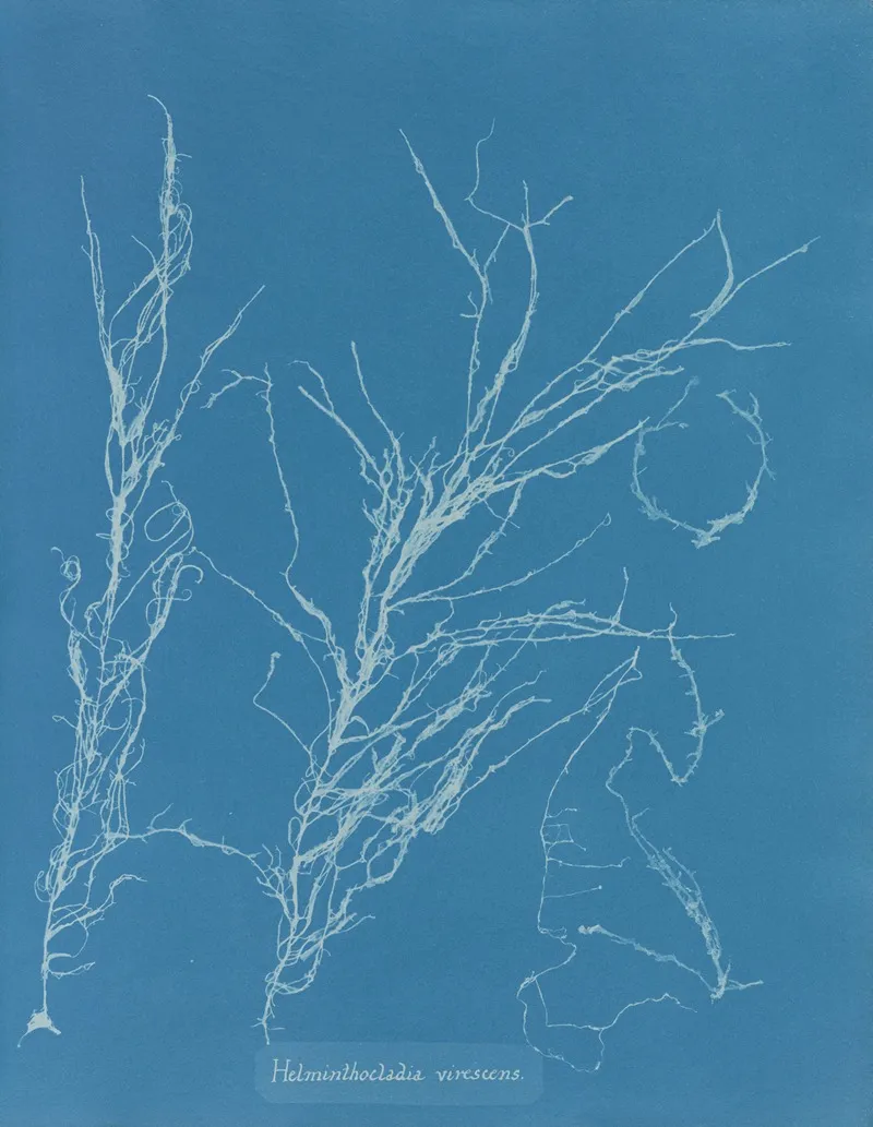 Helminthocladia Virescens Wall Art by Anna Atkins - High-Resolution Digital Print