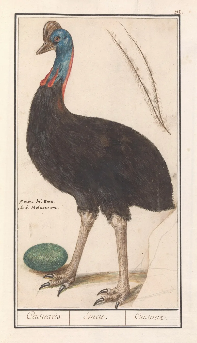 Helmkasuaris Casuarius Casuarius Casuaris Emeu Casoar Wall Art by Anselmus Boëtius de Boodt - High-Resolution Digital Print