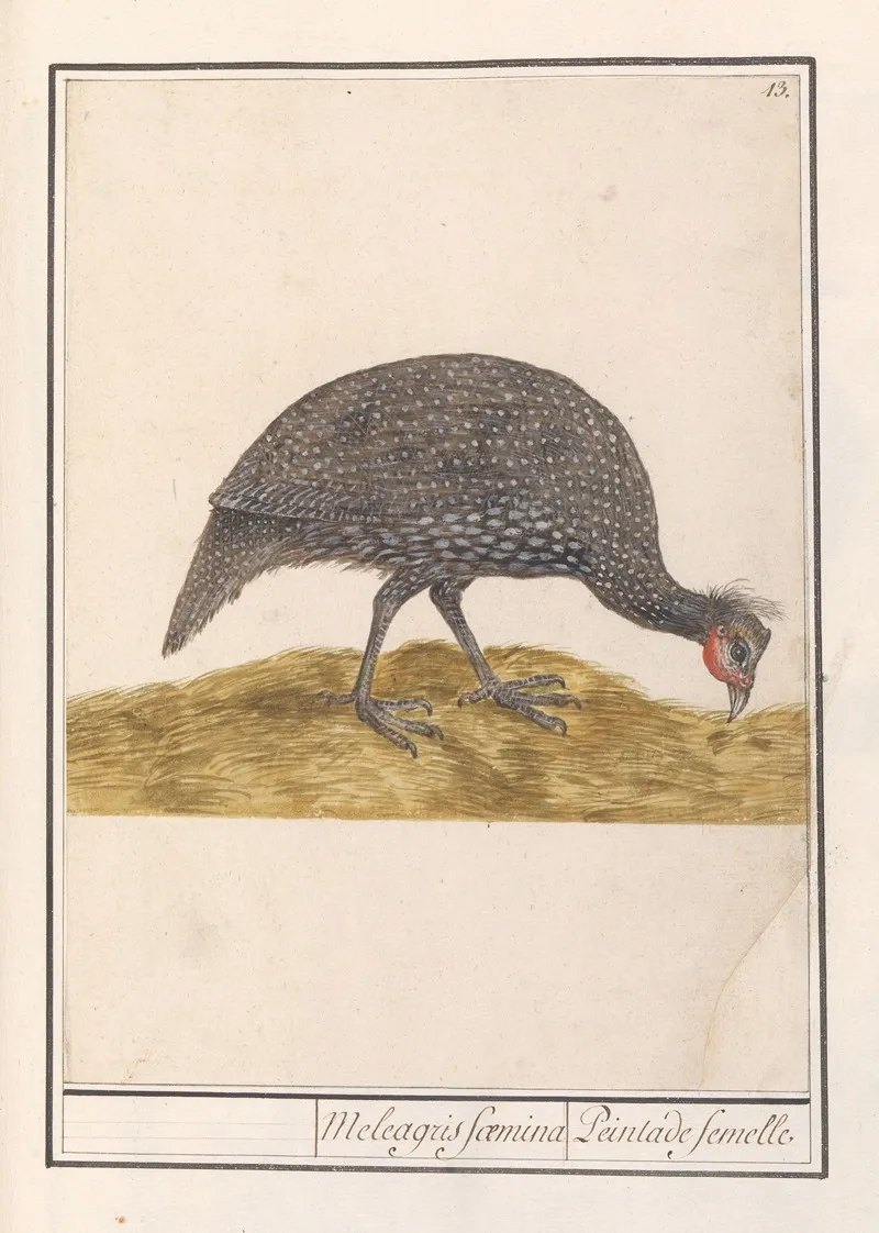 Helmparelhoen Numida Meleagris 2 Wall Art by Anselmus Boëtius de Boodt - High-Resolution Digital Print
