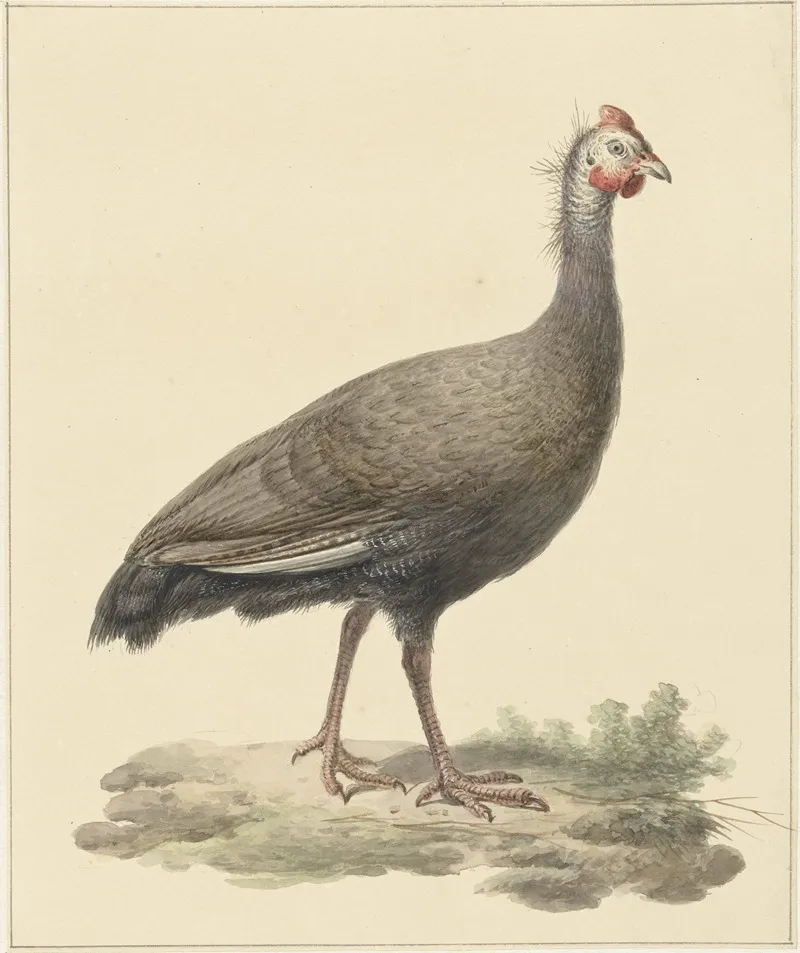 Helmparelhoen Wall Art by Pieter Pietersz. Barbiers - High-Resolution Digital Print