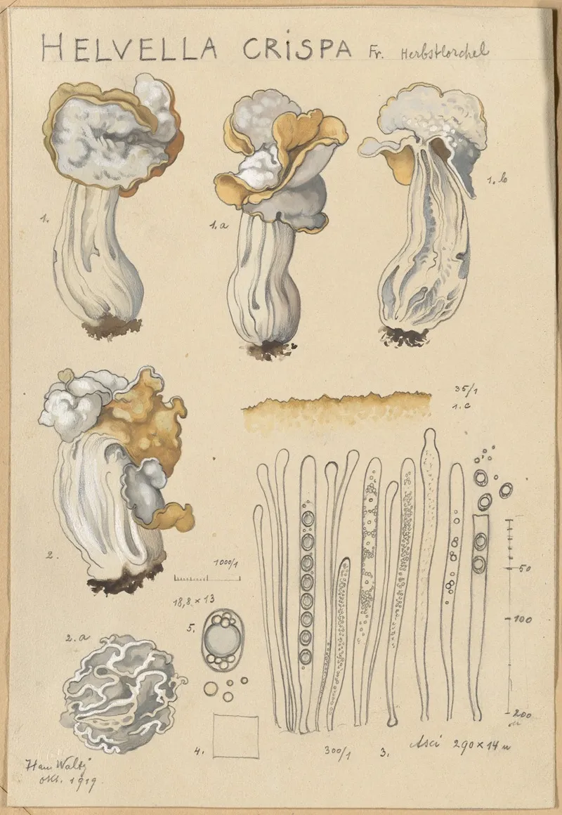 Helvella Crispa Wall Art by Hans Walty - High-Resolution Digital Print