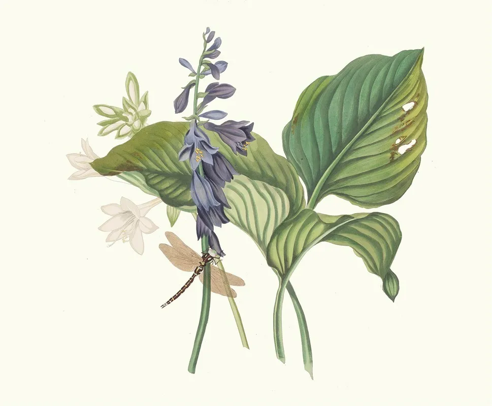 Hemerecalliscarulea Hemerecallis Japonica Wall Art by Priscilla Susan Bury - High-Resolution Digital Print