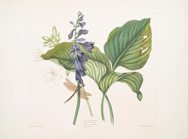Hemerecalliscarulea Hemerecallis Japonicalibellulac Anquis Harris English Dragon Fly Wall Art by Priscilla Susan Bury - High-Resolution Digital Print