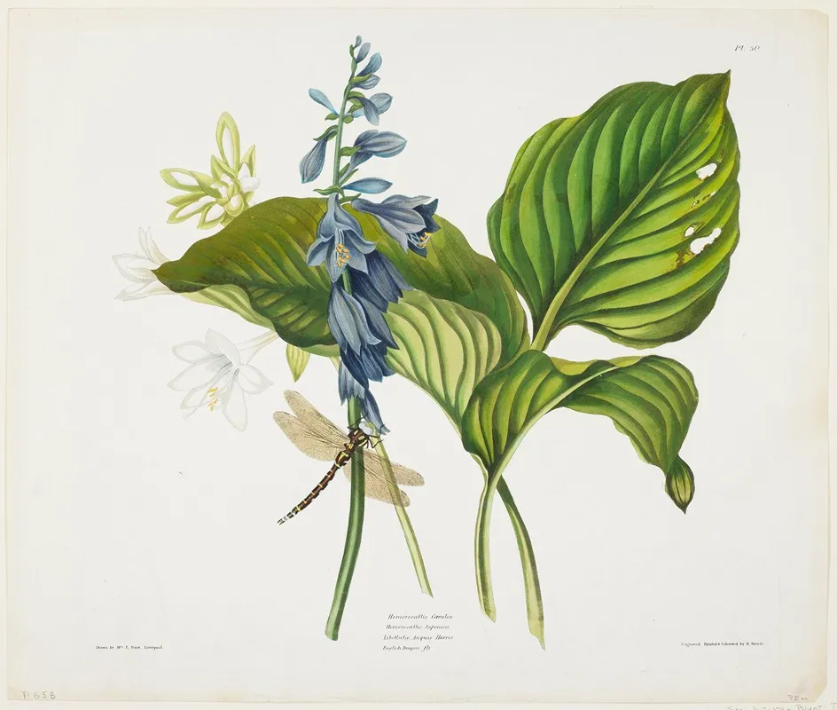 Hemerocallis Caerulea Common Hosta Wall Art by Priscilla Susan Bury - High-Resolution Digital Print