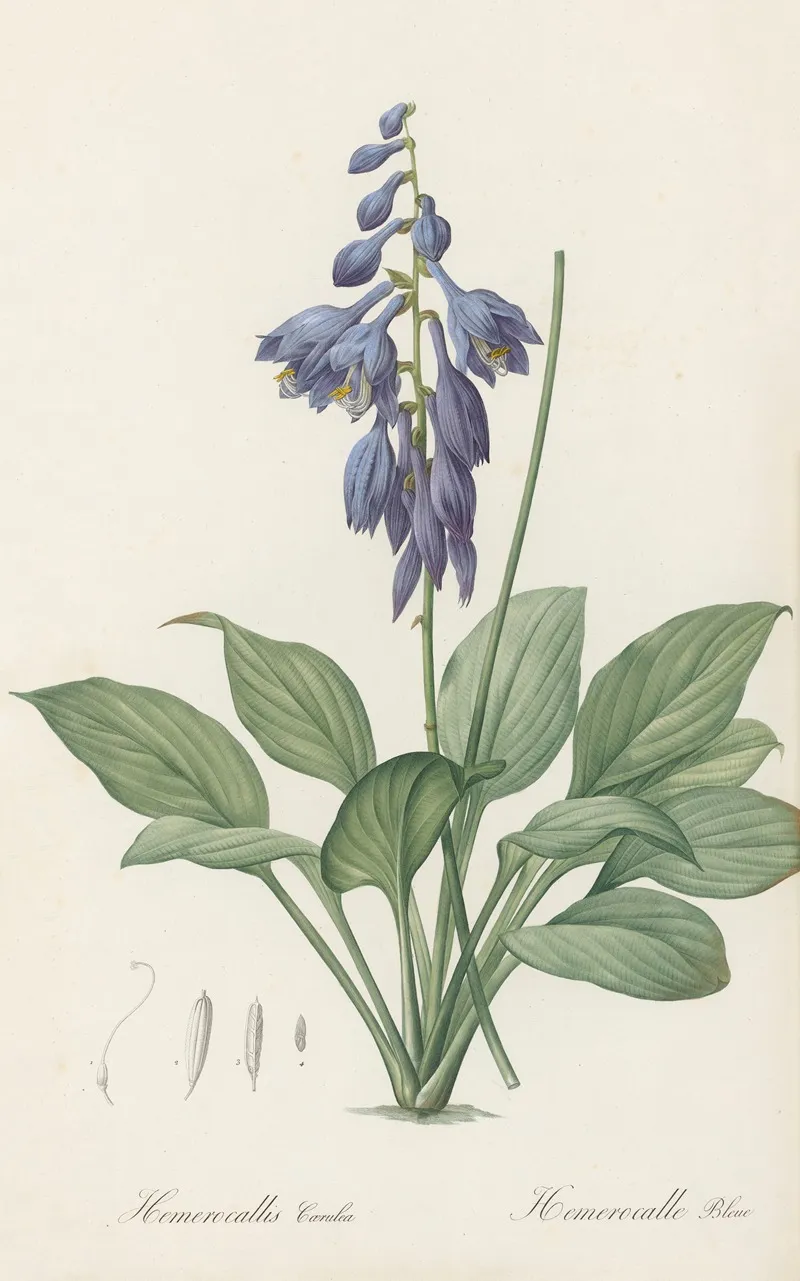 Hemerocallis Caerulea Wall Art by Pierre Joseph Redouté - High-Resolution Digital Print