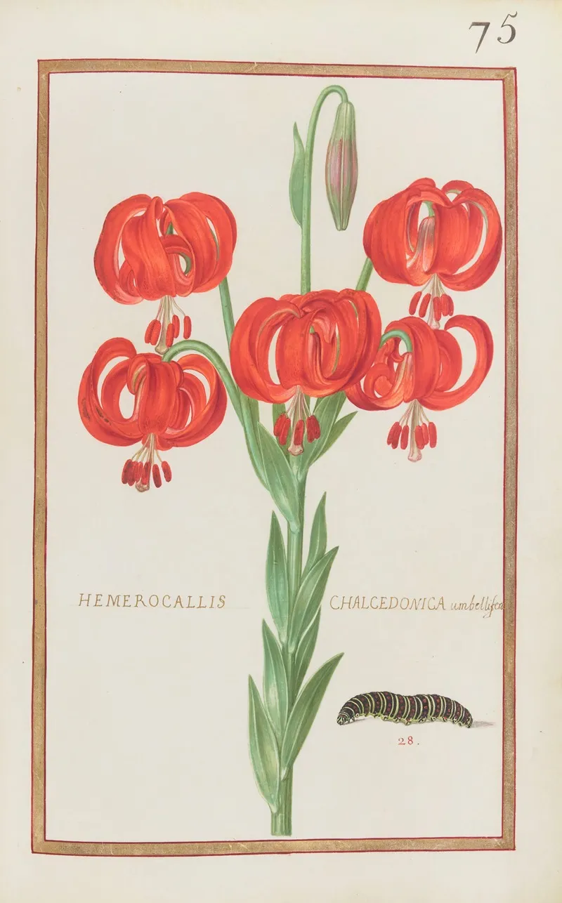 Hemerocallis Chalcedonica Umbellifera Wall Art by Daniel Rabel - High-Resolution Digital Print