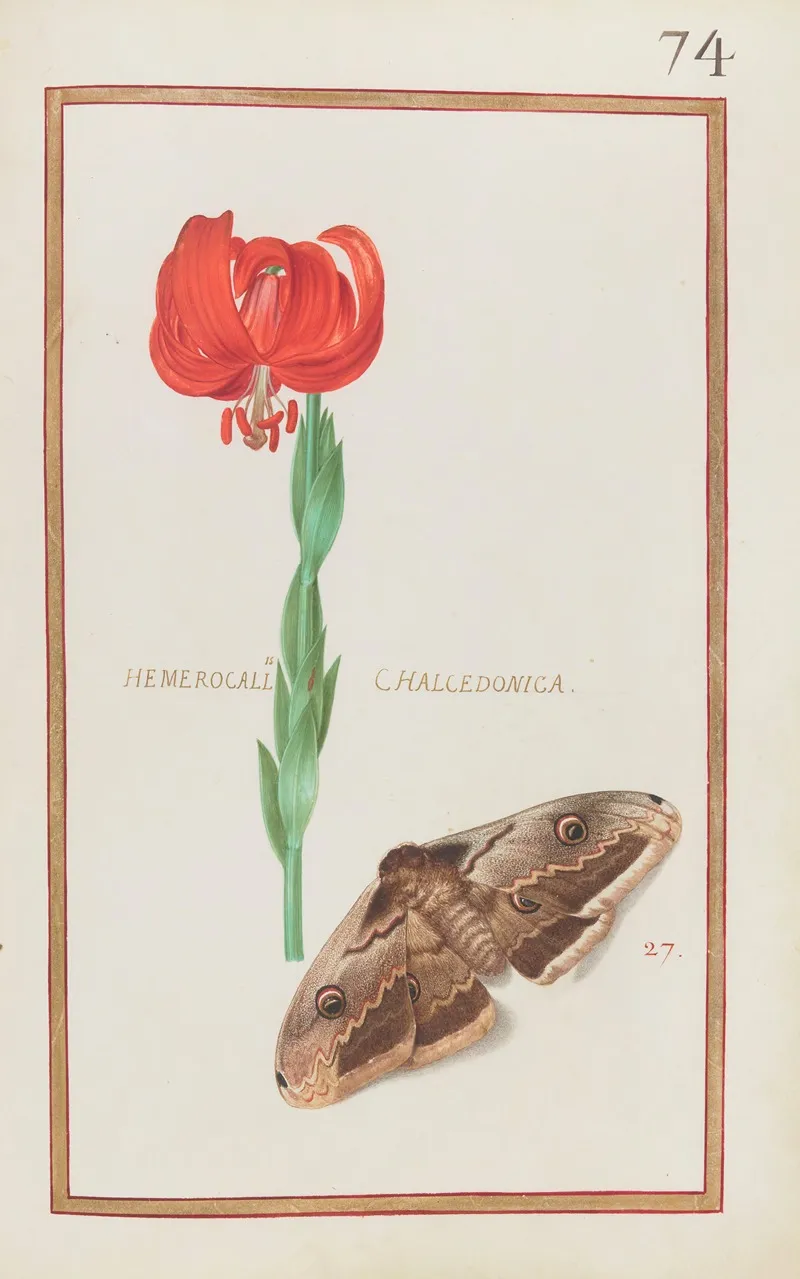 Hemerocallis Chalcedonica Wall Art by Daniel Rabel - High-Resolution Digital Print