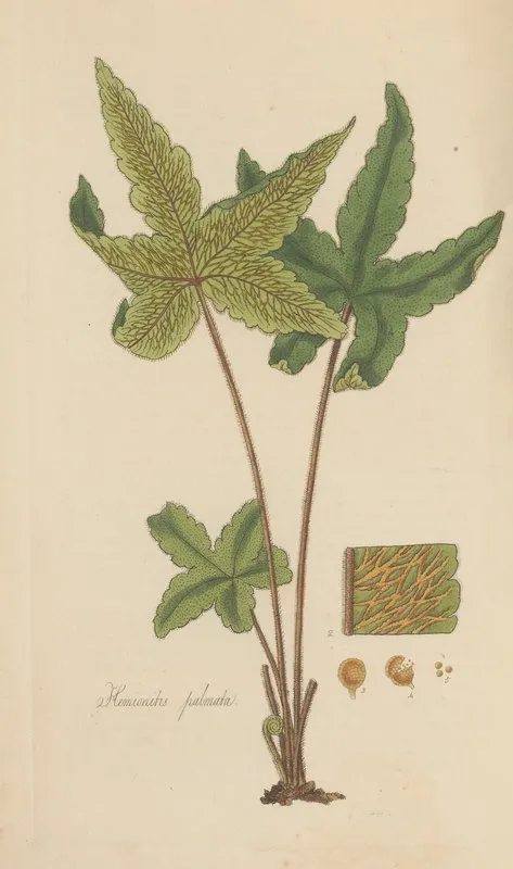 Hemionitis Palmata Wall Art by William Jackson Hooker - High-Resolution Digital Print