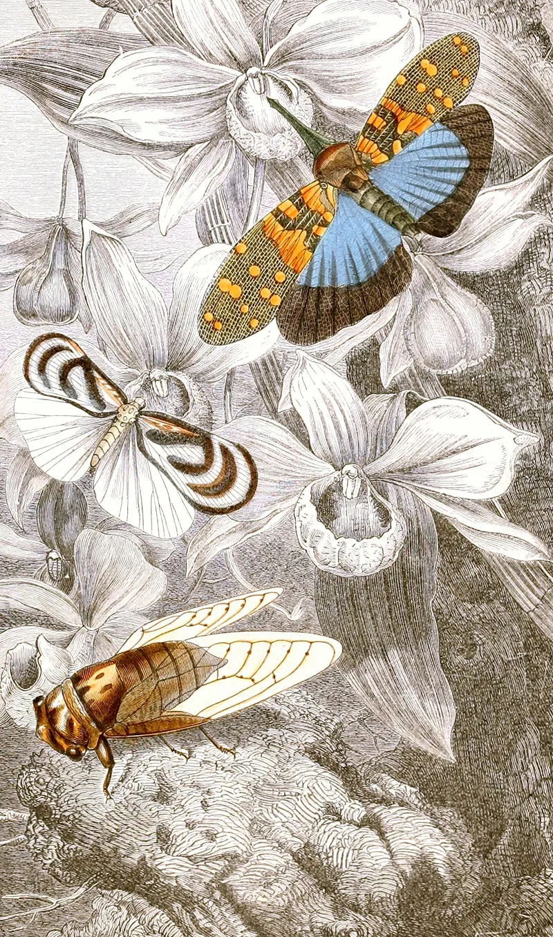 Hemipteres Pl Xvi Wall Art by Jules Rothschild - High-Resolution Digital Print