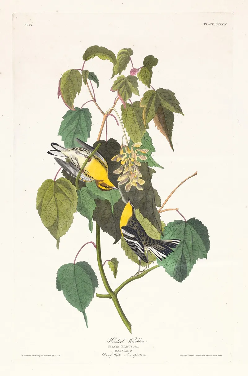 Hemlock Warbler Wall Art by John James Audubon - High-Resolution Digital Print