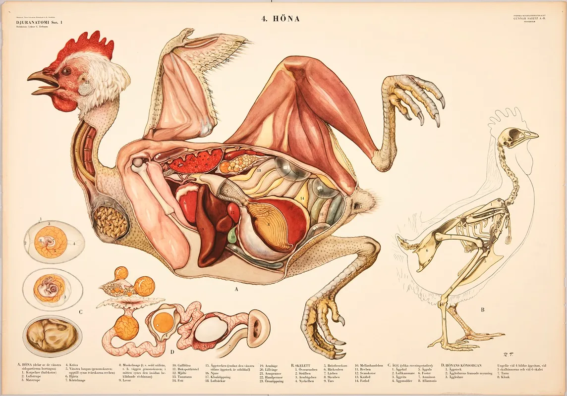 Hen 2 Wall Art by Svenska Skolmaterielförlaget Gunnar Saiåtz A-B - High-Resolution Digital Print