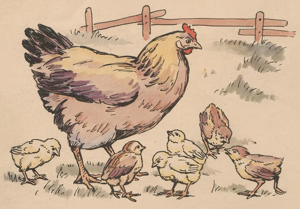 Hen And Chicks In A Chicken Coop 2