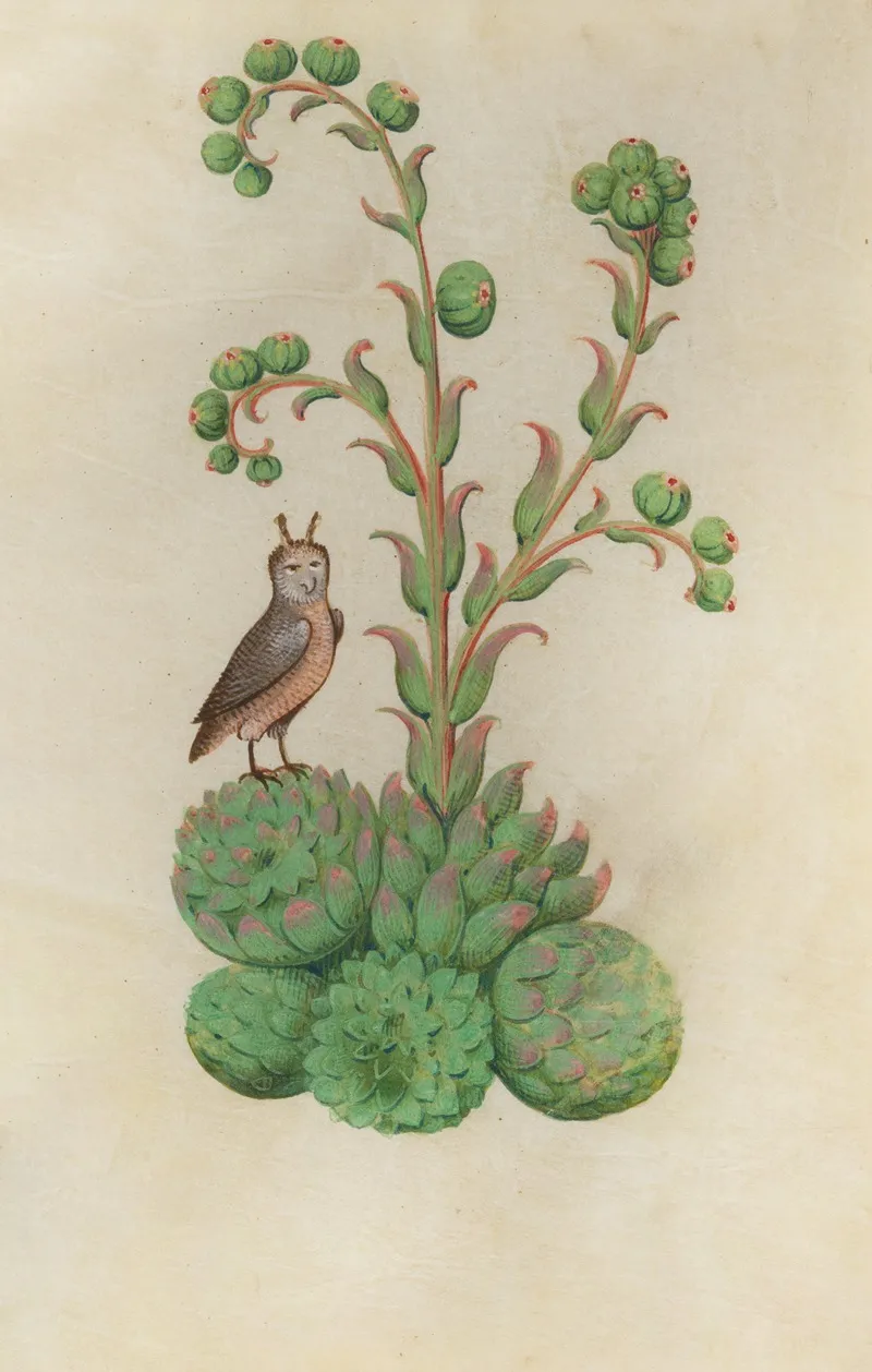 Hen And Chicks Sempervivum Tectorum With An Eared Owl Wall Art by Master of Claude de France - High-Resolution Digital Print